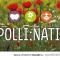 X-Polli:Nation